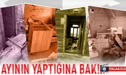 Ayılar Bungalovları Bastı! Ayder ve Huser Yaylaları’nda Zarar Büyük