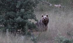 Yaylalarda Ayı Sürprizi! Vatandaşlar Kaydetti...