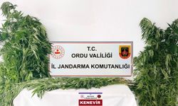 Ordu’da Jandarmadan Kenevir Operasyonu: 3 Tutuklama