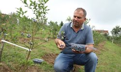 Mavi Yemiş Hasadı Başladı! Yüzleri Güldürüyor...