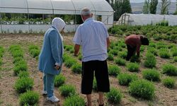 Bayburt Tarhunu'na Coğrafi İşaret Sonrası İlk Denetim