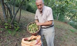 Fındık Üreticisinin Umudu Serbest Piyasa!