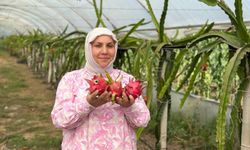 Kadın Girişimciden Tropikal Başarı! Hasat Başladı...