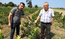 Samsun'da Aronya Üretimi Artıyor! İlk Hasat Zamanı...