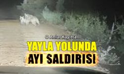 Yayla Yolunda Ayı Saldırısı! O Anlar Kayıtta...