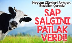 Ardahan’da Şap Salgını Krizi: Hayvan Ölümleri Artıyor, Besiciler Çaresiz
