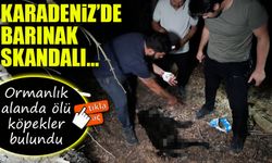 Gümüşhane’de barınak skandalı: Ormanlık alanda ölü köpekler bulundu