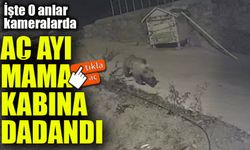 Gümüşhane’de Ayı, Kedilere Bırakılan Mama Kabına Dadandı