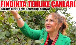 Fındıkta Tehlike Çanları: Rekolte Düştü, Fiyat Belirsizliği Sürüyor