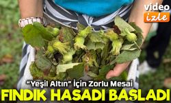 Ordu’da Fındık Hasadı Başladı: “Yeşil Altın” İçin Zorlu Mesai