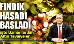 Samsun'da Fındık Hasadı Başladı: İşte Uzmanlardan Altın Tavsiyeler