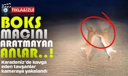 Boks maçını aratmayan anlar: Bayburt’ta iki yaban tavşanı kavga etti