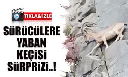 Dereli-Şebinkarahisar Karayolunda Sürücülere Yaban Keçisi Sürprizi
