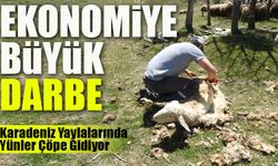 Karadeniz Yaylalarında Yünler Çöpe Gidiyor: Ekonomiye Büyük Kayıp