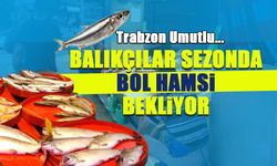 Trabzon Umutlu! Balıkçılar Sezonda Bol Hamsi Bekliyor...