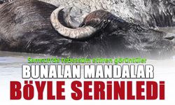 Sıcaktan Bunalan Mandalar Böyle Serinledi