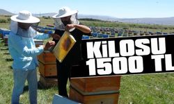 Coğrafi İşaretli Ardahan Balında Hasat Başladı! Kilosu 1500 TL’ye Kadar Satılıyor
