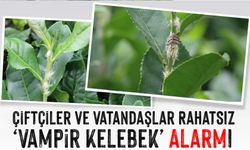 Rize’de ‘Vampir Kelebek’ Alarmı: Çiftçiler ve Vatandaşlar Rahatsız