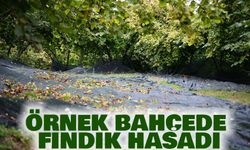 Trabzon Ortahisar Çukurçayır’da Örnek Bahçede Fındık Hasadı