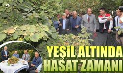 Çukurçayır’daki Örnek Bahçede Hasat Başladı! Hedef 250 Kilo Fındık