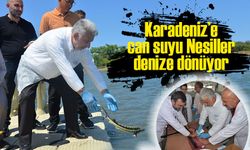 Karadeniz’e Kalkan ve Mersin Balığı Bırakıldı! SUMAE’nin Çalışmalarıyla Ekosisteme Destek