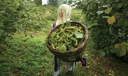 Giresun Ziraat Odası Başkanı Nurittin Karan fındık üreticisine seslendi