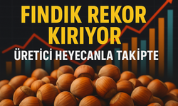 Fındık Fiyatları Rekor Seviyelere Ulaşıyor! İşte Güncel Fındık Fiyatları...