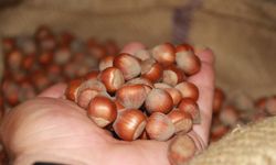 Bugün Fındık Fiyatları Ne Kadar Oldu, Güncel Serbest Piyasa Fiyatları Kaç TL?