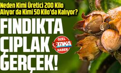 Fındıkta çıplak gerçek! Neden Kimi Üretici 200 Kilo Alıyor da Kimi 50 Kilo’da Kalıyor?