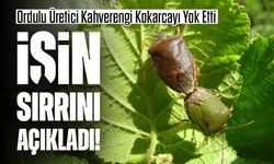 Kahverengi Kokarcayı Yok Eden Ordu’lu Üretici! Bahçesindeki Sır Yöntemi Açıkladı