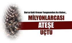 Milyonlarcası Ateşe Uçtu! Orman Yangınından Acı Haber