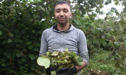 Ordu’da Fındık Hasadı Başladı! Üreticinin Gözü Fiyatlarda...