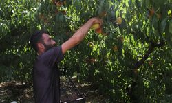 Samsun'da Şeftali Hasadı Zamanı!