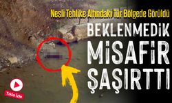 Nesli Tehlike Altındaki Tür Bölgede Görüldü: Beklenmedik Misafir Şaşırttı!