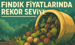 Fındık Fiyatları Güncellendi! Karadeniz’de İl İl Fiyat Tablosu Açıklandı