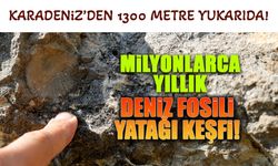 Karadeniz'den Bin 300 Metre Yukarıda! Milyonlarca Yıllık Fosil Keşfi