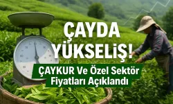 2025 Yaş Çay Alım Fiyatları Açıklandı! ÇAYKUR ve Özel Sektör İl İl Güncel Liste