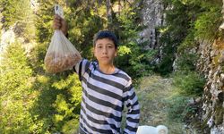 Artvin'den Ağaçlardan Topluyor! Kilosu 5 Bin TL