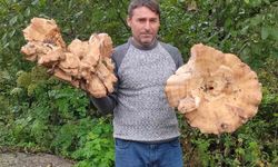 Ormanda 3 kiloluk dev mantarlar buldu