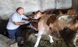 Aydıntepe’nin birçok köyünde şap aşılamaları tamamlandı