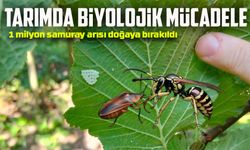 Samsun’da 1 milyonun üzerinde samuray arısı doğaya salındı
