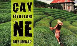 Yaş Çay Fiyatlarında Bugün Büyük Fark Var, ÇAYKUR İle Özel Sektör Arasında Uçurum Giderek Derinleşiyor