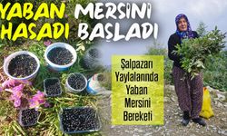 Şalpazarı Yaylalarında Sonbahar Bereketi: Yaban Mersini Hasadı Başladı