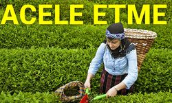 ÇAYKUR’dan Üreticilere Uyarı: “Çay Hasadını Aceleye Getirmeyin”