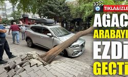 Samsun’da akasya ağacı otomobilin üzerine devrildi: Trafik aksadı