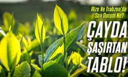 Yaş Çay Fiyatlarında Bugün Büyük Dalgalanma! Rize Ve Trabzon’da Son Durum