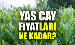 Çayda Fiyat Şoku! 2025 Yaş Çay Alım Rakamları Açıklandı, Özel Sektör Üreticiyi Zorluyor
