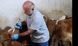 Aydıntepe’de sonbahar şap aşılama kampanyasında sona gelindi