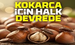 Salıpazarı’nda “Kahverengi Kokarca Topluyoruz” Projesi Başladı