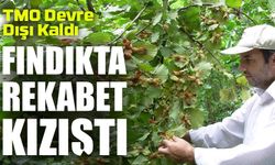 Fındıkta Rekabet Kızıştı: TMO Devre Dışı Kaldı
